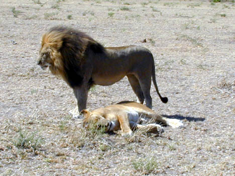 6-10-02 lion and mate